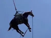 Раненого коня доставили в калифорнийскую больницу вертолетом