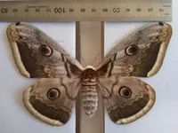 В Одесской области показали уникальных бабочек с размахом крыльев 15 см