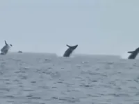 «Балет в океані»: у США чоловік зняв на відео, як три горбаті кити стрибають в унісон