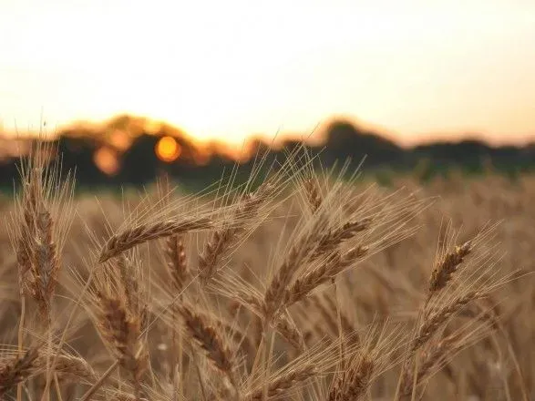 Превзойдет прошлогодний: зерновая ассоциация дала прогноз нового урожая
