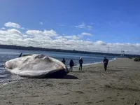 На узбережжя Чилі викинувся величезний синій кит