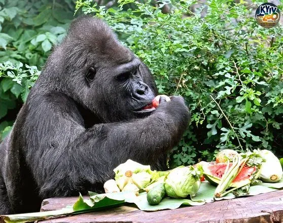 Старейшая в Европе горилла Тони из Киевского зоопарка празднует День рождения