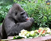 Найстаріша в Європі горила Тоні з Київського зоопарку святкує День народження