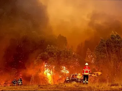 Португалия страдает от масштабных пожаров, которые вызвала аномальная жара