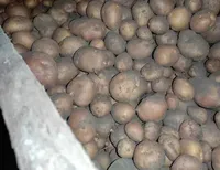На Львівщині четверо людей спустились у підвал з картоплею і загинули