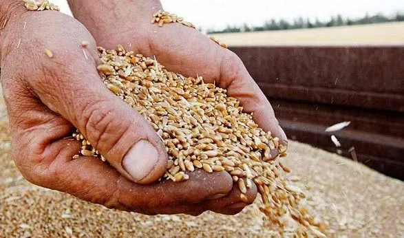 На полях МХП собрано 345 тыс. тонн зерна