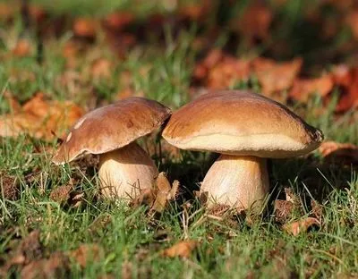 На Киевщине возросли случаи отравления грибами