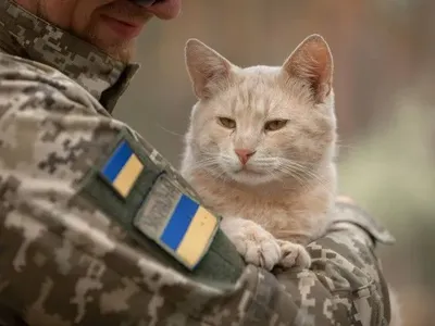 Самый милый "защитник" северных рубежей Украины: в МВД показали котика по кличке "Сметана"