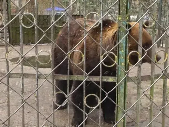 В хмельницком зоопарке из-за жалоб активистов проверят условия проживания медведя Балу