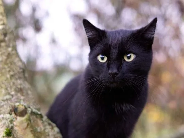 Міжнародний день чорного кота, День секонд-хенду. Що ще можна відзначити 17 серпня