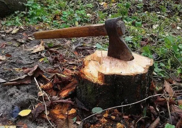 Причинили ущерб на сумму более 17 млн грн: будут судить руководство лесхоза с Киевщины, которое организовало незаконную вырубку деревьев