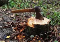 Заподіяли збитків на суму понад 17 млн грн: судитимуть керівництво лісгоспу з Київщини, яке організувало незаконну вирубку дерев