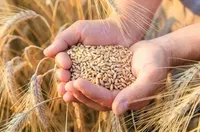 Налоговики Одесской области озвучили требования к экспортерам зерна