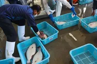 Рибна промисловість Японії почала падати після китайського ембарго на морепродукти