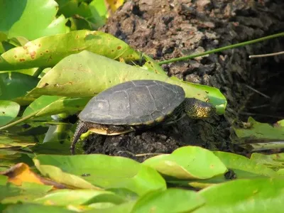 В Колумбии волонтеры выпустят на волю сотни детенышей речных черепах в рамках проекта сохранения их вида