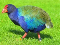 Доисторическая птица, когда-то считавшаяся вымершей, вернулась в Новую Зеландию