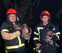 Під час ліквідації пожежі вогнеборці врятували 6 цуценят