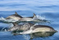 1 вересня: День японських дельфінів, Всесвітній день написання листів