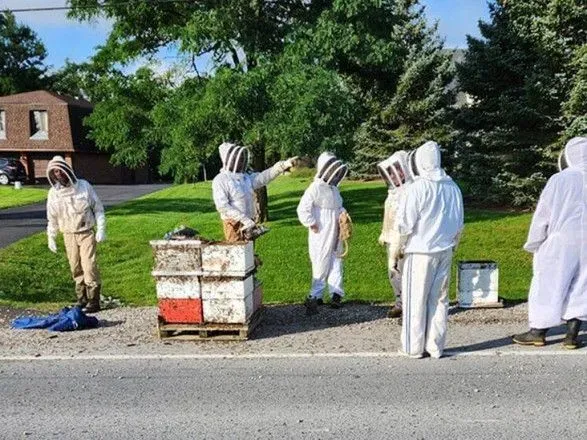 У Канаді вулики з 5-ма мільйонами бджіл впали з вантажівки