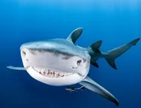На російських мандріників напали акули - відео