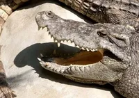 Десятки крокодилів втекли під час повеней у Китаї