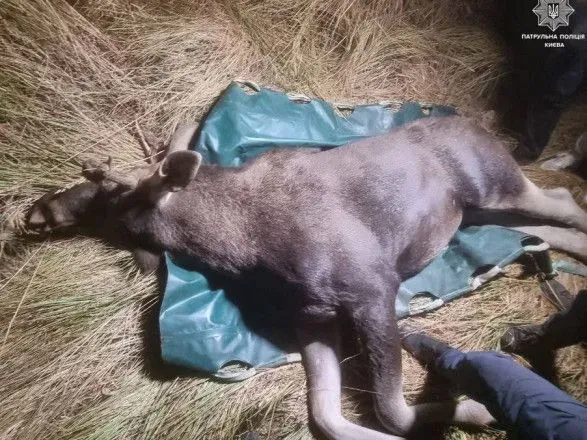 В Киеве лось попал под колеса автомобиля: патрульные спасли животное