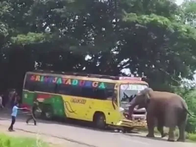 В Індії розлючений слон розтрощив рейсовий автобус