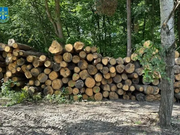 Незаконно вирубили дерева на 22 млн грн: підозрюються експрацівники лісового господарства на Волині