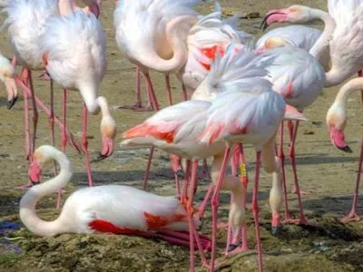 Полтысячи фламинго на Тузловских лиманах Одесской области вывели птенцов
