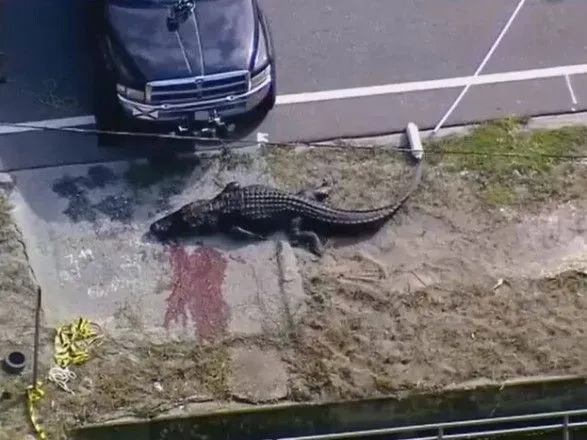 В США поймали аллигатора с человеческими останками в пасти