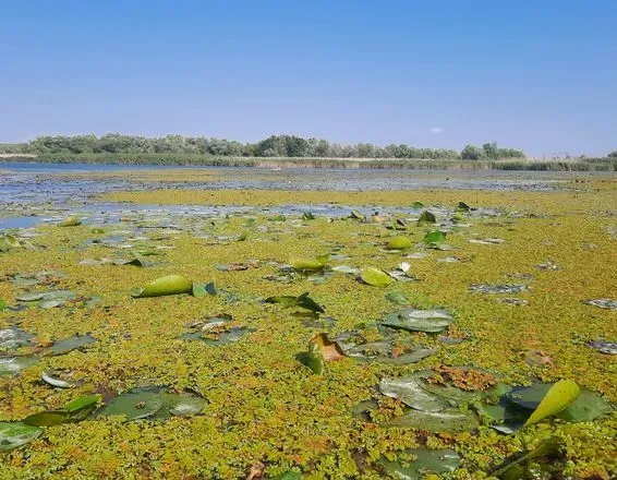 После проб воды из бассейнов рек, экологи рассказали, что загрязняет Днестр и Дунай