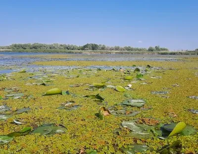 После проб воды из бассейнов рек, экологи рассказали, что загрязняет Днестр и Дунай