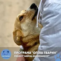 У притулку для тварин "Best Friends" закликали українців брати пухнастиків під опіку: як це зробити
