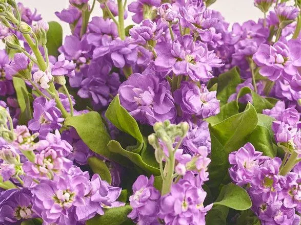 Маттиола - загадочная красавица среди цветов и ее роль в букетах