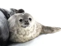 Українські полярники обрали ім'я для тюленятка, яке першим народилося біля станції