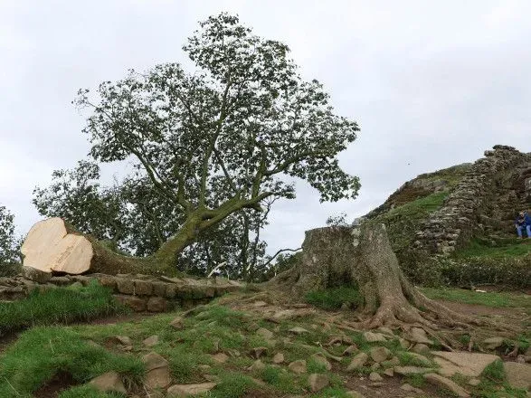 В Британии неизвестные срубили знаменитое дерево из фильма о Робине Гуде