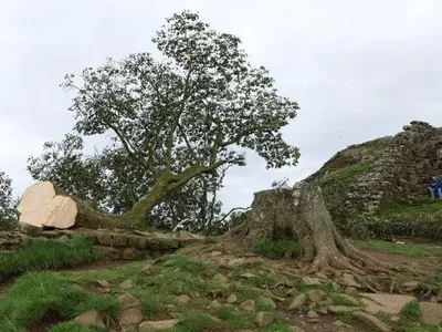 У Британії невідомі зрубали знамените дерево з фільму про Робіна Гуда