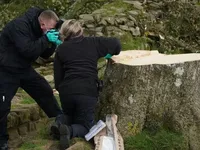 В Англії затримали двох людей, які зрубали відоме дерево