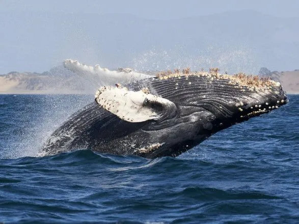 В Австралії кит врізався в човен: одна людина загинула та ще одна травмована