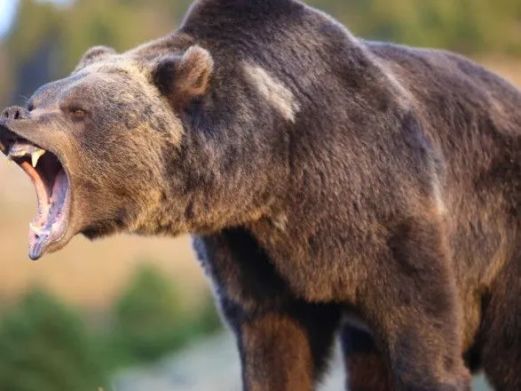У Канаді ведмеді грізлі напали на двох людей: постраждалі загинули
