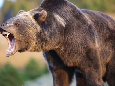В Канаде медведи гризли напали на двух людей: пострадавшие погибли