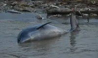 У Бразилії від спеки загинула сотня рідкісних рожевих дельфінів