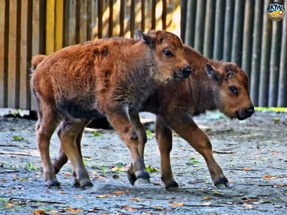 Осіннє диво: у Київському зоопарку народилися дитинчата бізона