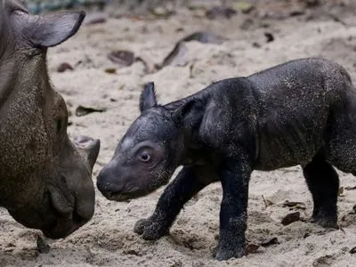 В Індонезії народився суматранський носоріг: у виду є надія на продовження існування