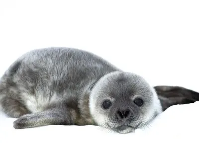 Возле станции "Академик Вернадский" родилось уже 5 малышей тюленей: полярники показали милые фото