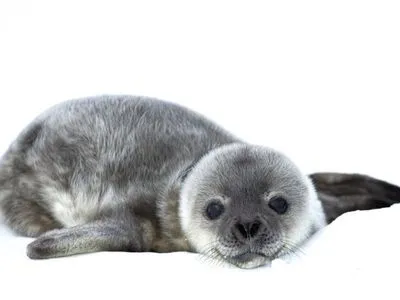 Біля станції "Академік Вернадський" народилось вже 5 малят тюленів: полярники показали милі фото