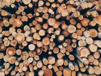 От северных лесов до южных степей: цены на дрова в некоторых регионах Украины различаются более чем вдвое