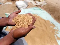 Єгипет забронював у росії пшениці на 480 тис. тонн — Bloomberg