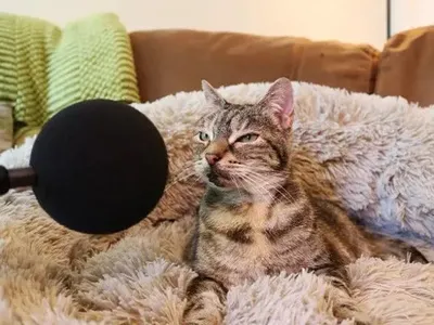 "Громче телевизора": Кошка Белла из Великобритании поставила рекорд за самое громкое в мире мурлыканье — Книги рекордов Гиннеса