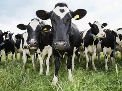 Молочные хозяйства Украины получат около 88,5 млн гривен помощи от Швейцарии